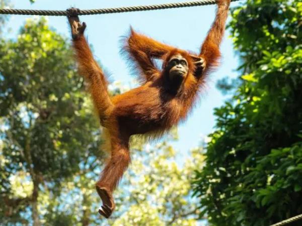 Borneo 8 day tour, the wild heart of Borneo 