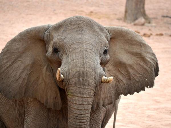 Elephant conservation project in Namibia
