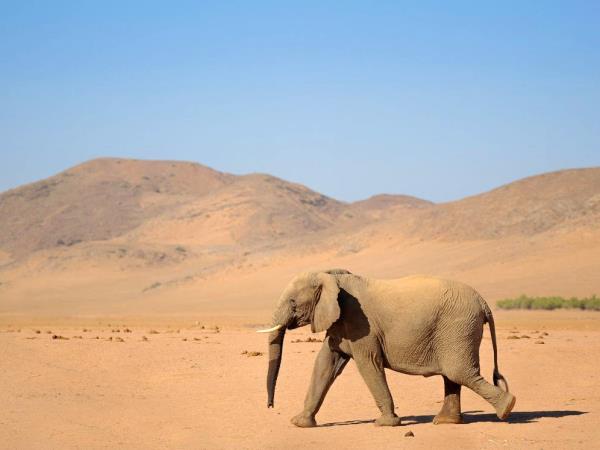 Elephant conservation project in Namibia
