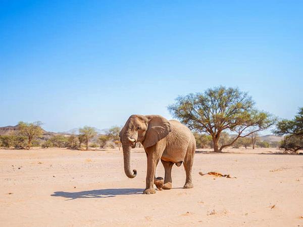 Elephant conservation project in Namibia