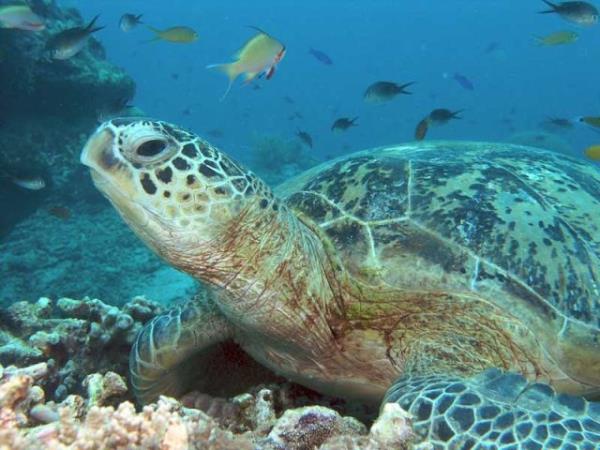 Borneo tour, Great Apes and Beach escapes