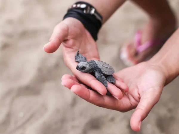 Borneo tour, Great Apes and Beach escapes