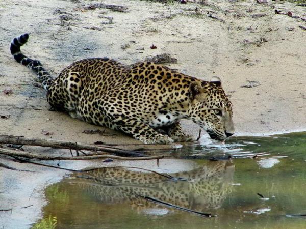 Sri Lanka vacation, island explorer