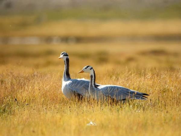 Ladakh bird watching tour, India