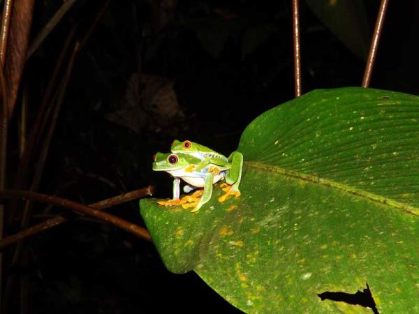 Costa Rica highlights vacation & beach