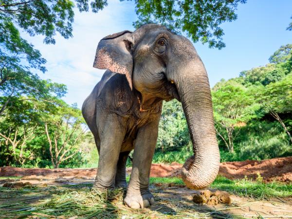 Northern Thailand 10 day tour