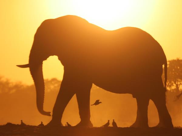 Botswana mobile tent safari