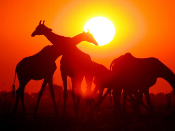 Botswana mobile tent safari