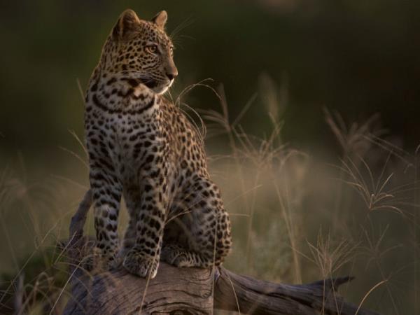 Botswana mobile tent safari