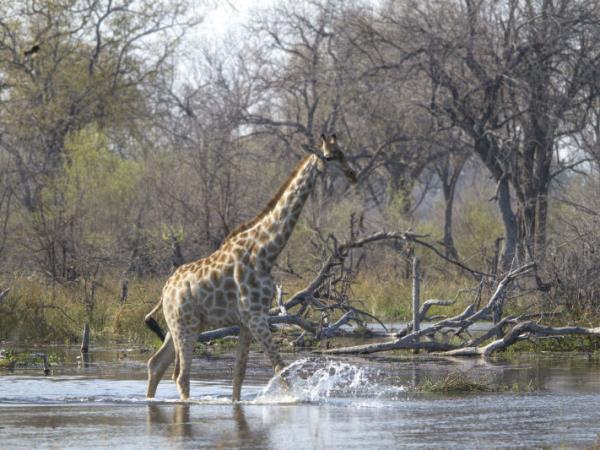 Botswana mobile tent safari