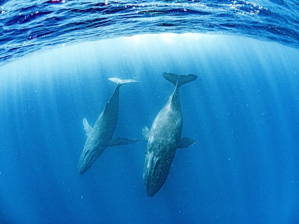 Swim with humpback whales, Tonga