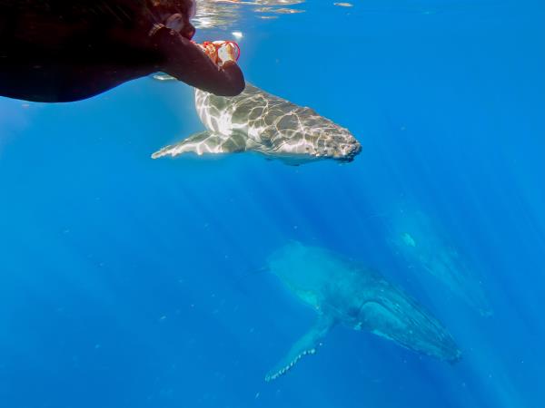 Swim with humpback whales, Tonga