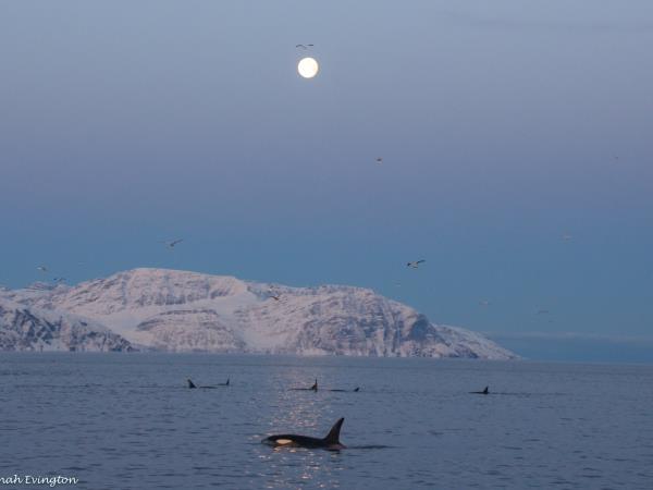 Swim with orcas in the Norwegian fjords