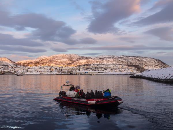 Swim with orcas in the Norwegian fjords