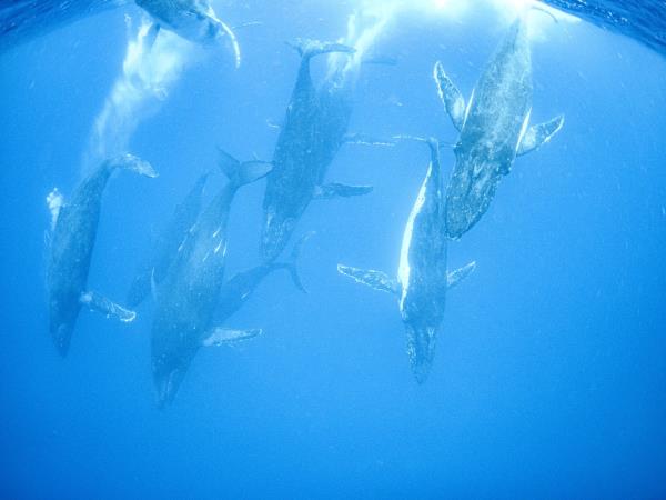 Swim with humpback whales in Tonga 