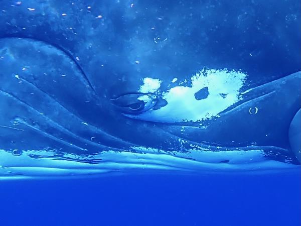 Swim with humpback whales in Tonga 
