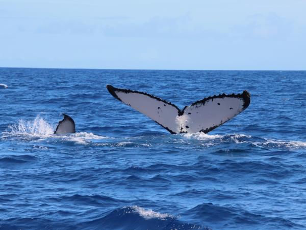 Swim with humpback whales in Tonga 