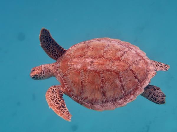 Swim with humpback whales in Tonga 