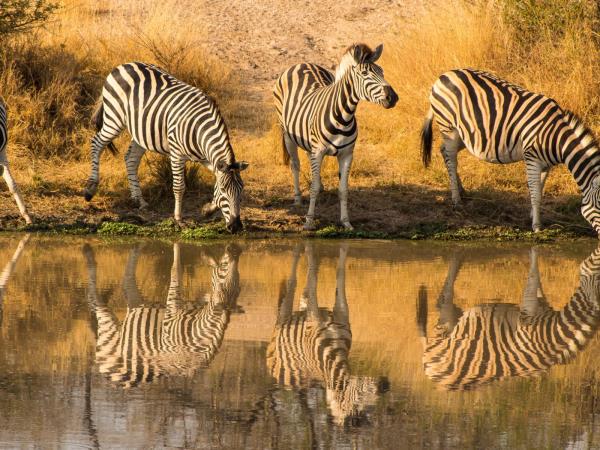 South Africa safari vacation, 9 days