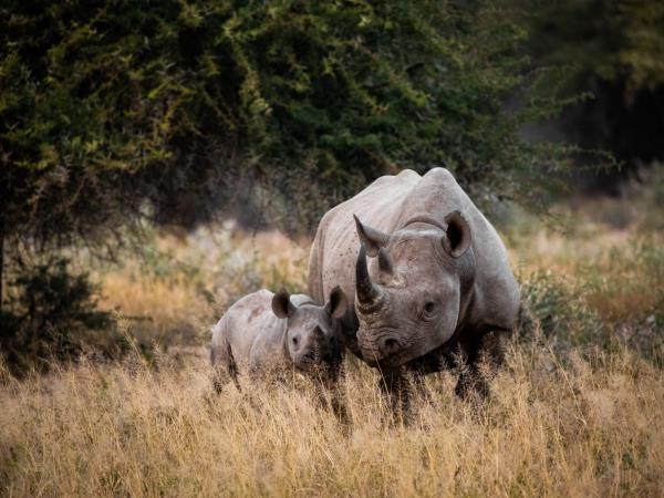 South Africa safari vacation, 9 days