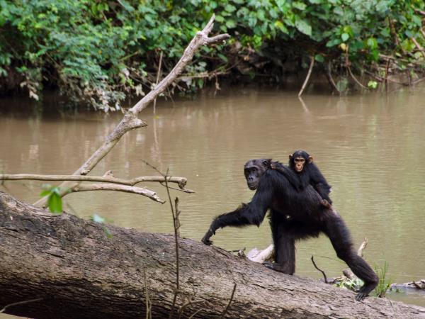 Uganda Great Rift Valley primates safari 