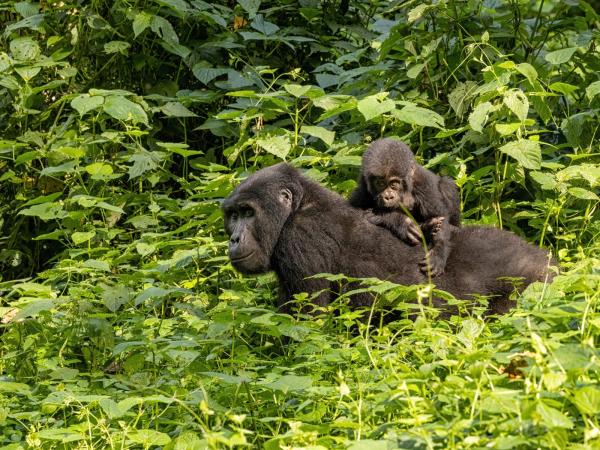 Uganda Great Rift Valley primates safari 