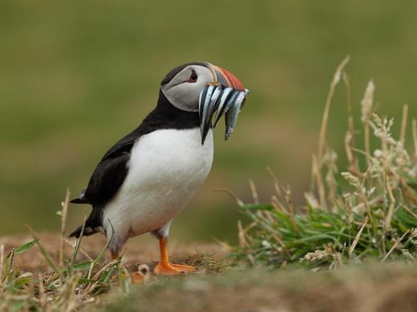 Isle of Mull and west coast of Scotland cruise