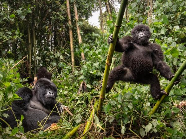 Gorilla and Golden Monkey safari in Uganda