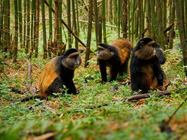 Gorilla and Golden Monkey safari in Uganda