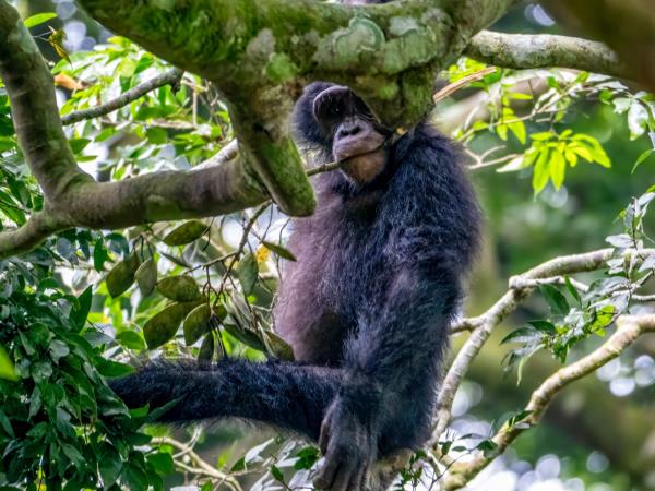 Gorilla and Golden Monkey safari in Uganda