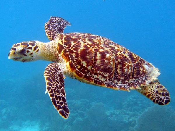 Sea turtle conservation, Belize