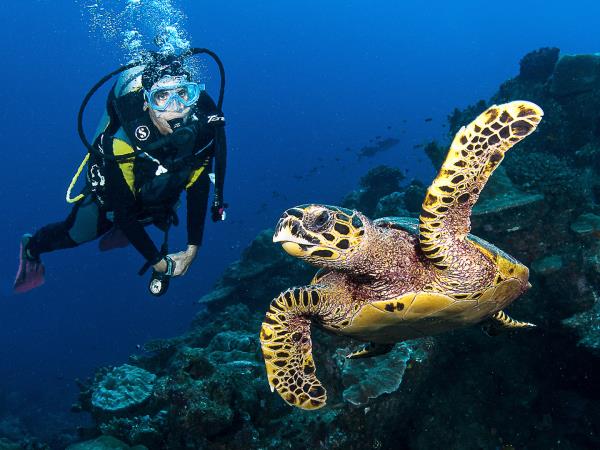 Sea turtle conservation, Belize