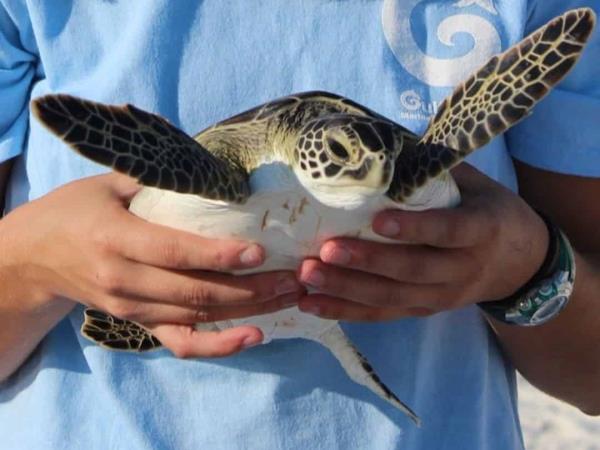 Sea turtle conservation, Belize