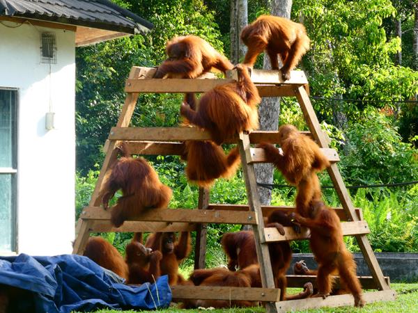 Orangutan sanctuary volunteering in Borneo