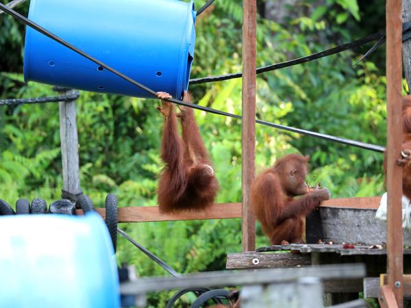 Orangutan sanctuary volunteering in Borneo