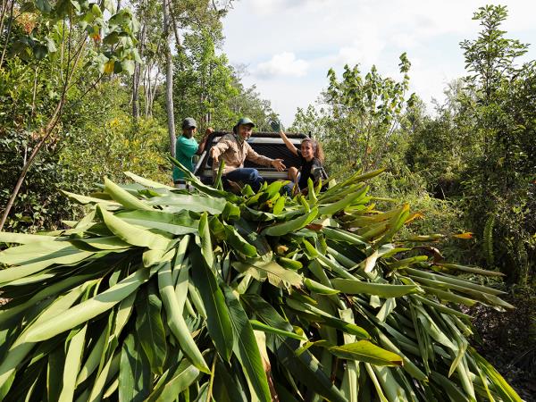 Orangutan sanctuary volunteering in Borneo