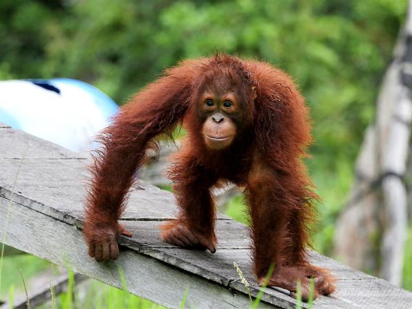 Orangutan sanctuary volunteering in Borneo