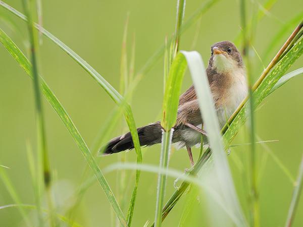 Kerala birdwatching vacations, Western Ghats