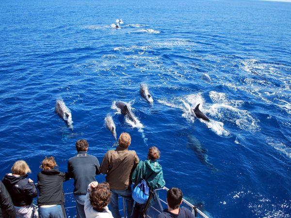 Whale watching in the Azores
