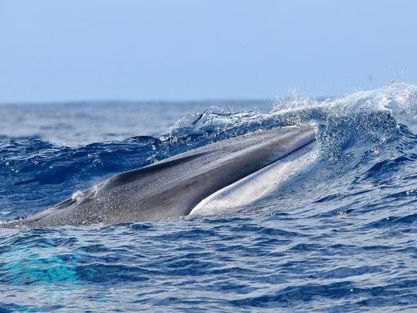 Whale watching in the Azores