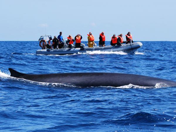 Whale watching in the Azores