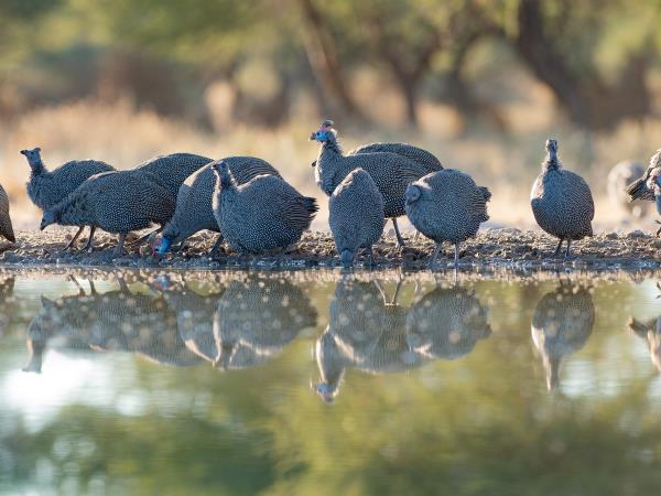 Trans Kalahari camping safari, Botswana