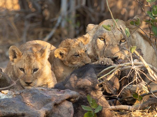 Botswana and Zimbabwe Ivory Route lodge tour
