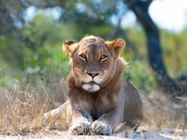Botswana wilderness safari 