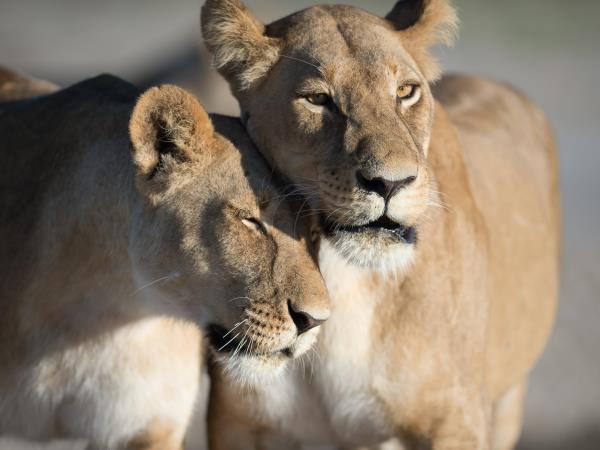 Botswana small group lodge safari