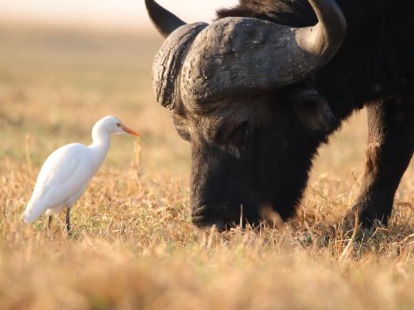 Botswana safari and wild camping