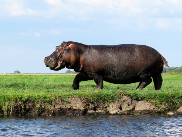 Botswana safari and wild camping