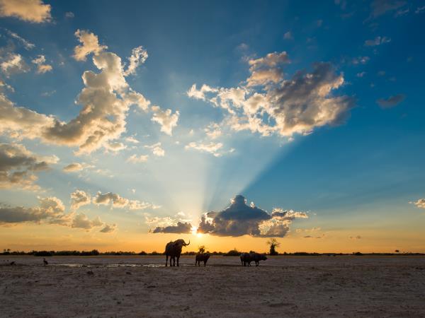 Botswana safari and wild camping