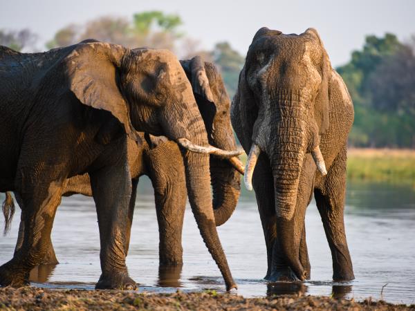 Cape Town to Victoria Falls small group camping safari
