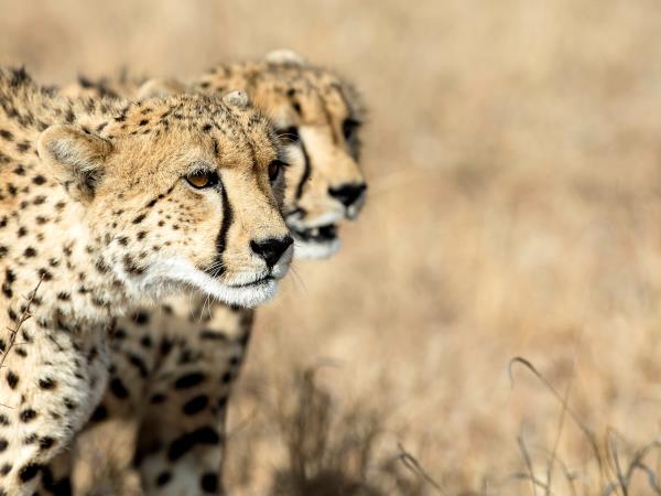 Mozambique, Zululand & beach small group safari